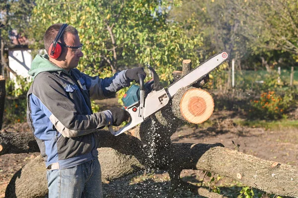 A man saws a tree in an orchard with a chainsaw.