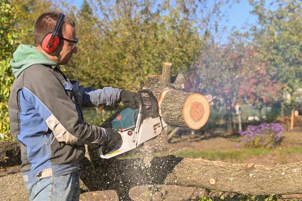 Sawing a tree with a chainsaw. A man is working with a chainsaw in overalls.