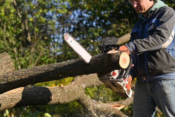 sawing wood. A woodcutter is harvesting firewood.