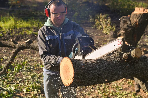 A man saws a tree with a chainsaw. sawdust is flying.
