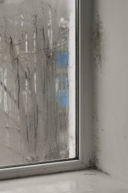 Mold on a wet window in the house