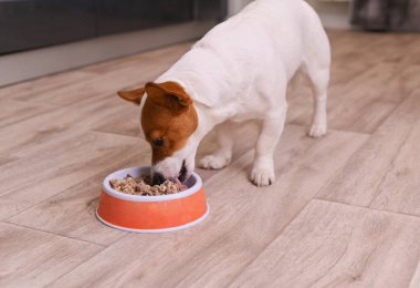 jack russell terrier eats food from a bowl