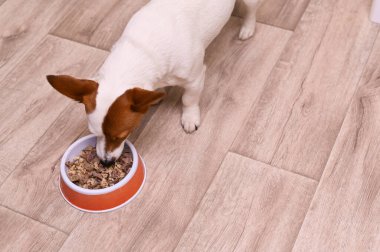cute jack russell terrier dog eats food. High quality photo