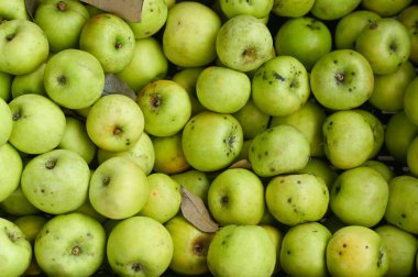 Green apple is eco-friendly from the home garden. background