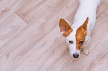 Jack Russell Terrier dog on the floor. copy space