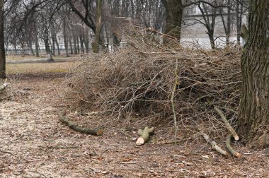 a pile of branches in a pile lying on the ground. High quality photo