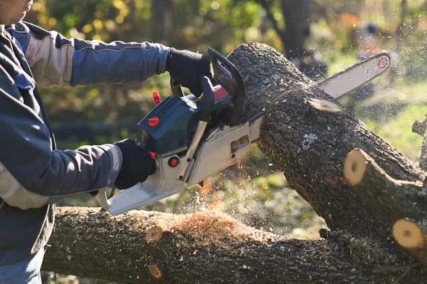 Sawing wood with a chainsaw. A blue chainsaw at work in close-up. Sawdust is flying.