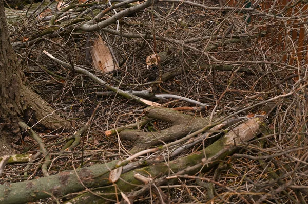 Купа Порізаних Зламаних Гілок Дерева Лежать Навколо Високоякісна Фотографія — стокове фото