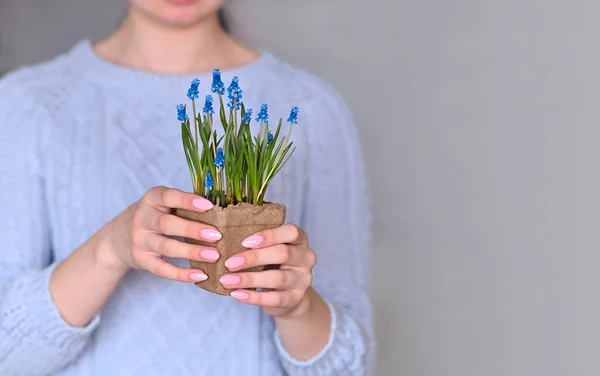 Banner, a girl in a lilac knitted jacket, close-up, holding a peat pot with blue flowers, muscari. Copy space