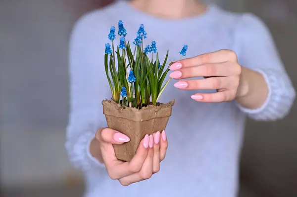Fleur Muscari Dans Pot Dans Les Mains Des Femmes — Photo