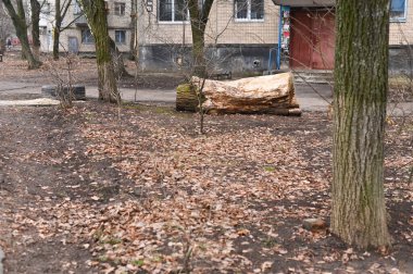 Testere ağacından büyük bir kütük. Yüksek kalite fotoğraf