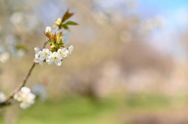 Kiraz dalı güzel bir kiraz çiçeğidir. Seçici odak.