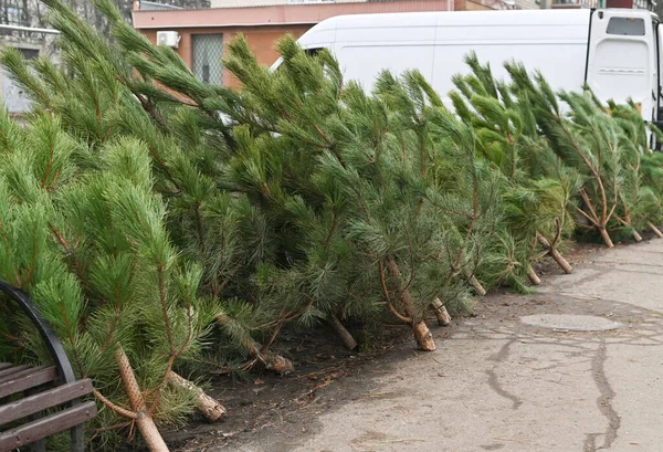 stock image New Year's Eve Christmas trees are for sale. High quality photo