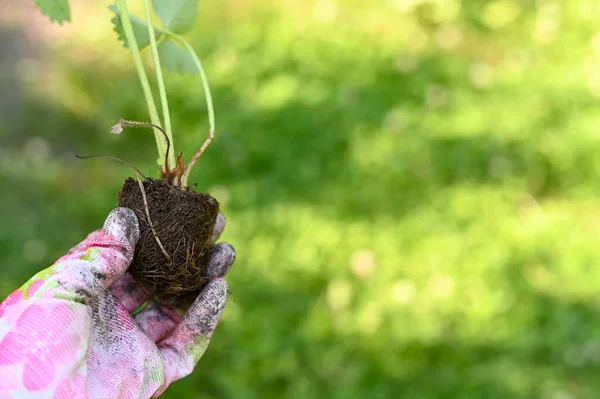 女性庭師の手に根を持つイチゴの苗 有機農業の概念 — ストック写真