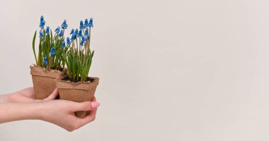Beyaz arka planda tencere içinde muscari çiçekleri. metin buraya, 