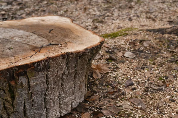 stock image a sawn log is a stump of a large tree. close-up