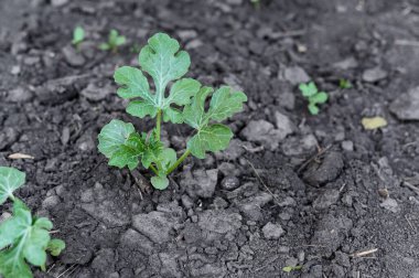 Karpuz tohumları, sebze bahçesinde yetişen genç bitkiler. .