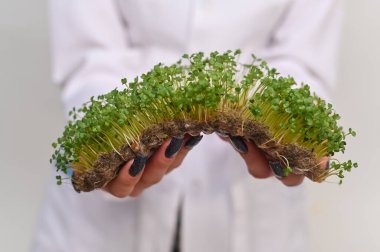 Beyaz hardal mikro-yeşil filizler. Ellerinde keten bir halıyla.