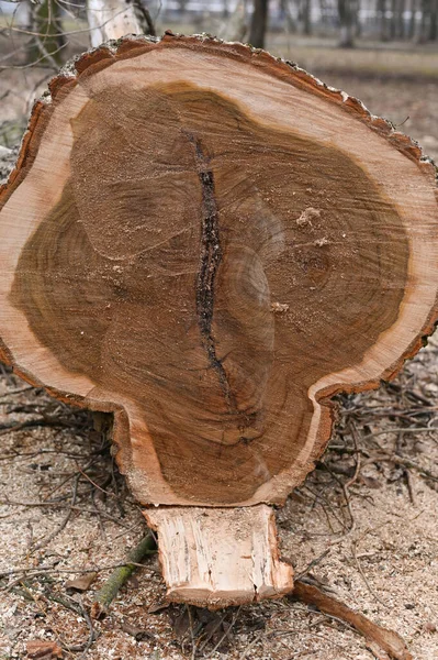 stock image a cut of a sawn tree is a close-up.