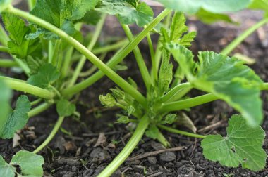Bahçede yetişen kabak ya da kabak tohumu. yakın plan