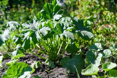 Çok güzel yaprakları olan bir kabak bitkisi. Kabak meyvesi görünmeden önce.