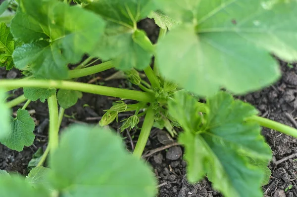 ズッキーニやクルジェットの若い植物は庭で育ち — ストック写真