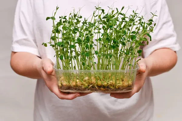 女性の手にリネンの敷物の上の緑のエンドウ豆 選択的フォーカス 接近中だ 健康的な食事 — ストック写真