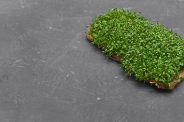 Mikro-yeşil yonca, bir hafta öncesinden koyu bir arka planda. Evde keten bir halıda yetişen yeşil lahanalar..