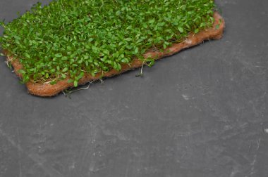 Siyah arka planda yeşil yonca filizleri. Seçici odaklanma. Yakın plan. Sağlıklı beslenme.