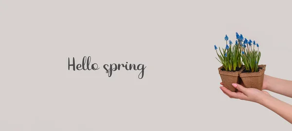 Kwiaty Sztandar Muscari Doniczkach Napis Hello Spring — Zdjęcie stockowe