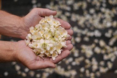 Yasemin çiçekleri erkeklerin elinde.