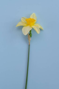 Nergis Çiçekleri dikey fotoğraf. konsept 