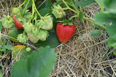 Bahçedeki güzel çilekler
