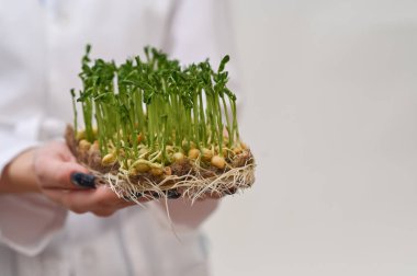 Kadın elleri keten bir halıda mikro yeşil bezelye tutar. Sığ alan derinliği, sağlıklı beslenme konsepti. Yakın plan..