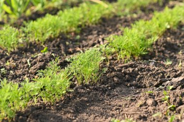Sahada taze taze dereotları. Güneşli bir günde