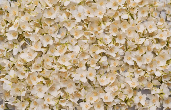 stock image jasmine background textured beautiful background