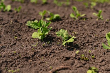 Taze bezelye filizleri.