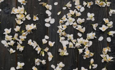 Yasemin çiçekleri koyu ahşap arka planda.