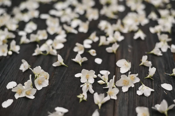 Hintergrund Weiße Jasminblüten Auf Dunklem Holzgrund Geringe Schärfentiefe Nahaufnahme — Stockfoto