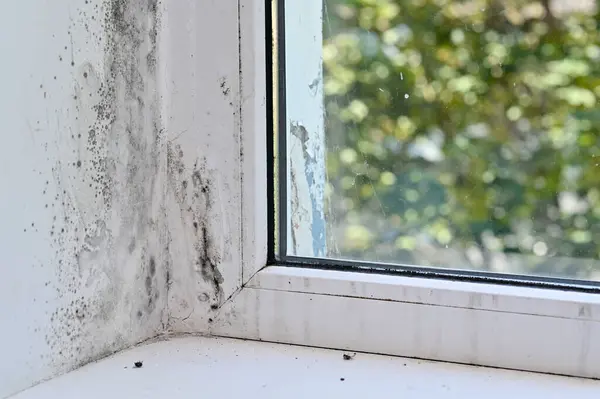 Mold Corner Window — Stock Photo, Image