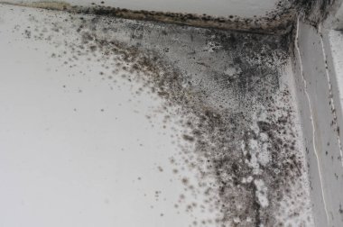 Pencerenin köşesinde küf var. Yüksek nem nedeniyle..