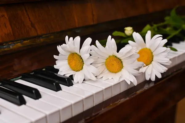 Gänseblümchen Auf Den Klaviertasten Konzept — Stockfoto