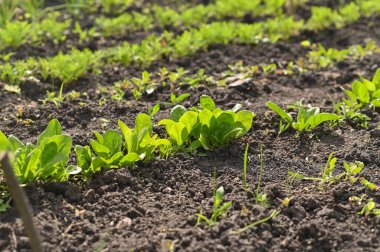 Bahçede ıspanak yatağı