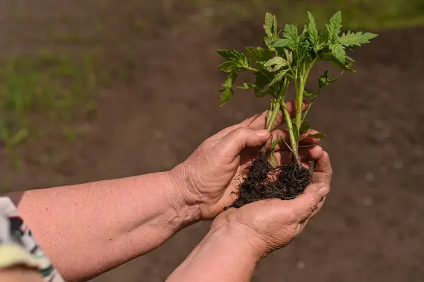 Tomato seedlings in the hands of an old woman.