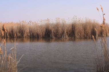 Nehir ve kuru çimenler kıyıda. Yüksek kalite fotoğraf