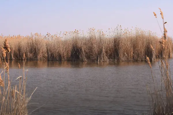 Nehir ve kuru çimenler kıyıda. Yüksek kalite fotoğraf