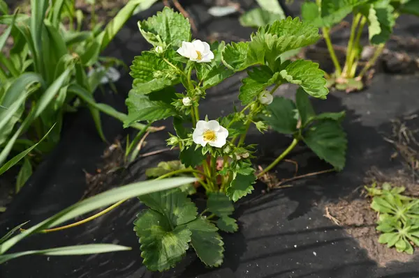 White strawberry flowers blooming strawberries in the garden.
