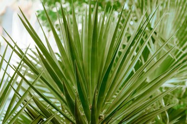 Yeşil yaprakların güzel arka planı. Palmiye yaprağı yakın plan. 