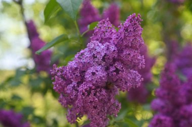 Yakın planda bir demet leylak çiçeği. 