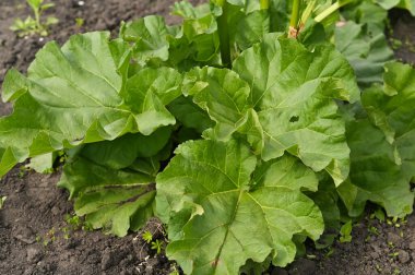 Rubarb bitkisi bahçede yetişir. yakın plan